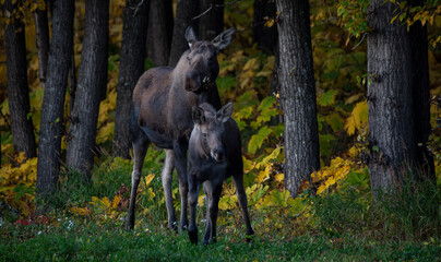 Moose in the woods