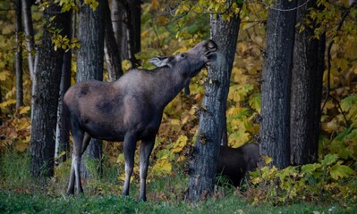 Moose in the woods