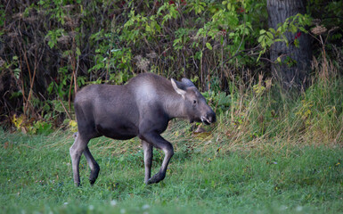 Moose in the woods
