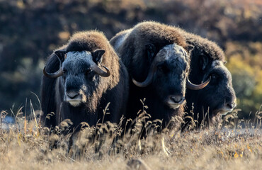 Musk ox in Alaska