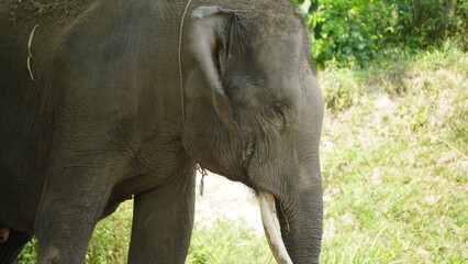 Fototapeta premium Close up Photo of Sumatran Elephant at the Zoo