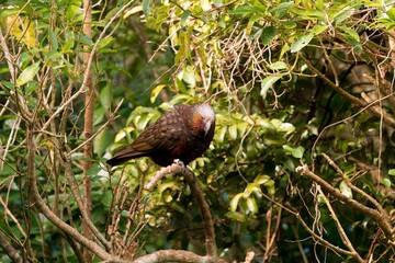Kākā Parrot Perched on a Branch - A Stunning View of New Zealand's Native Wildlife