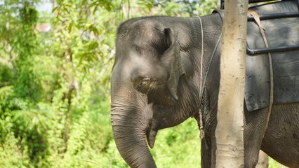 Fototapeta premium Close up Photo of Sumatran Elephant at the Zoo