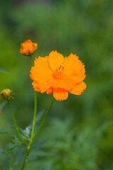 Yellow Cosmos flowers (Cosmos sulphureus) in full bloom, set against a vibrant field, close-up shot.