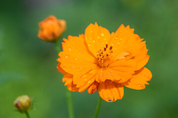 Yellow Cosmos flowers (Cosmos sulphureus) in full bloom, set against a vibrant field, close-up shot.