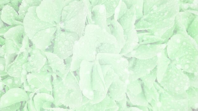 四葉 花びら パーティクルBG206_ 04