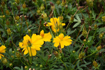 Yellow Cosmos flowers (Cosmos sulphureus) blooming in a vibrant field.