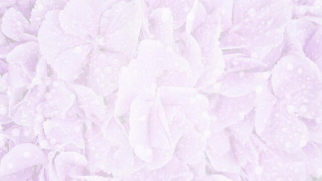 四葉 花びら パーティクルBG206_ 02