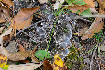 Dog Pelt Lichen at Leonard Harrison State Park, in Watson Township, Pennsylvania.