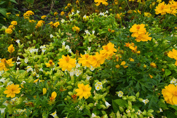 Fototapeta premium Yellow Cosmos flowers (Cosmos sulphureus) blooming in a vibrant field.