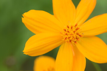 Yellow cosmos flowers (Cosmos sulphureus) in a field, close-up shot.