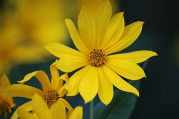 yellow flower in the garden