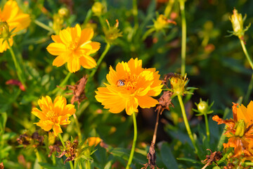 Fototapeta premium The bee flies above the yellow cosmos flowers (Cosmos sulphureus).