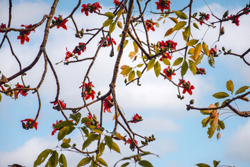 Red Silk Cotton Tree flowers and branches (Bombax ceiba), an Asian tropical tree used in...