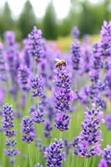 a lavender field with a small bee on a flower with blur bright background