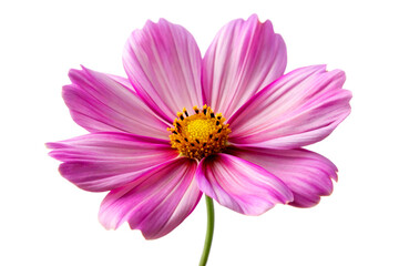 Obraz premium Cosmos flower, isolated on white background