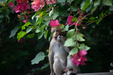 可愛いサル