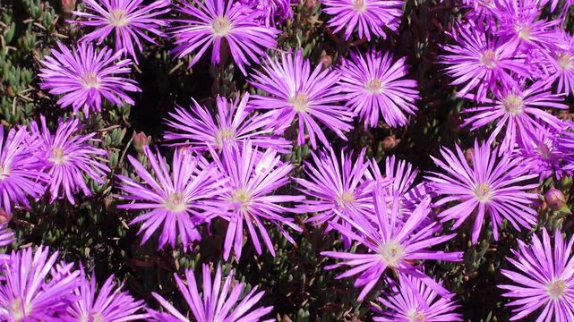 Beautiful purple plower of Trichodiadema setuliferum (Hairy Nipple Vygie) is a succulent shrublet with small, narrow leaves arranged along its erect to decumbent branches
