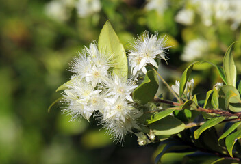 White flowers on a Grey Myrtle (Backhousia myrtifolia) plant in a garden