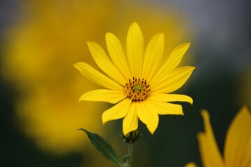 yellow flower in the garden