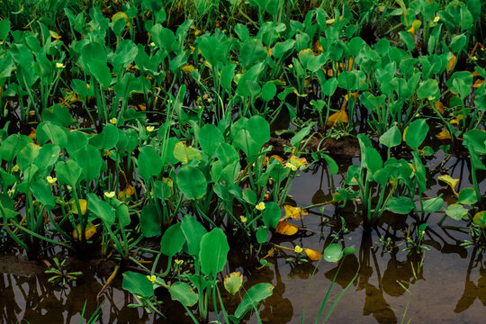 Yellow Burr Head Flowers (Limnocharis flava), an aquatic flowering plant and swamp species, commonly found in paddy fields or shallow water.