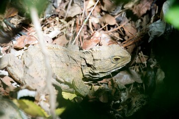 Tuatara: The Unique Reptile of New Zealand - A Living Dinosaur