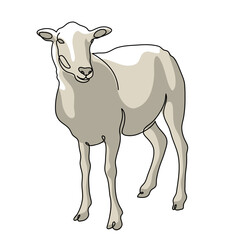 Minimalist One Line Farm Animal vector color Illustrations, Goat, Sheep, Cow, and Camel Vector Designs