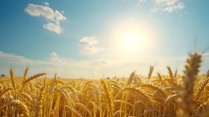Golden wheat field under a sunny sky