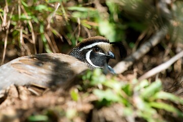 Californian Quail: Charming Bird of the West Coast