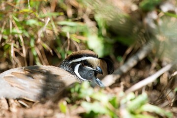 Californian Quail: Charming Bird of the West Coast