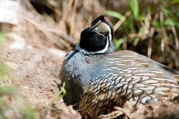 Californian Quail: Charming Bird of the West Coast