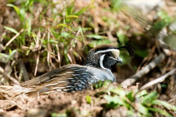 Californian Quail: Charming Bird of the West Coast