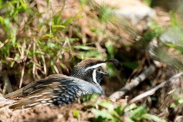 Californian Quail: Charming Bird of the West Coast