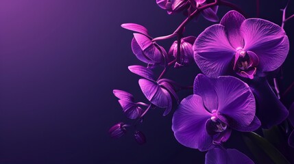Naklejka premium Purple orchids bloom against a deep violet background, creating a striking contrast.