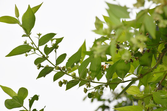 Nyctanthes arbor-tristis, commonly known as night-flowering jasmine or parijat flower, features white flowers with orange stems, native to South Asia and Southeast Asia.