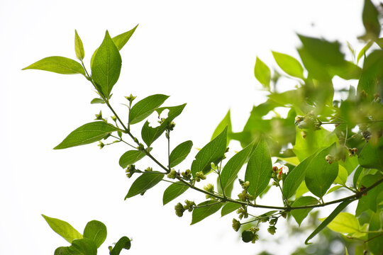 Nyctanthes arbor-tristis, commonly known as night-flowering jasmine or parijat flower, features white flowers with orange stems, native to South Asia and Southeast Asia.