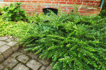 Nature, garden and plants by brick wall in backyard for blossom, beauty and bloom for landscaping. Spring aesthetic, natural background and leaves, bush and floral for trees, botany and growth