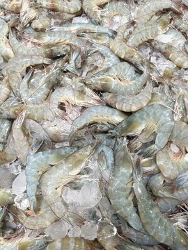 pacific white shrimp with in for fresh before cooking