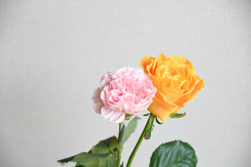 薔薇とカーネーション