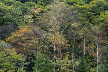 平湯の白樺（岐阜県高山市奥飛騨温泉郷）