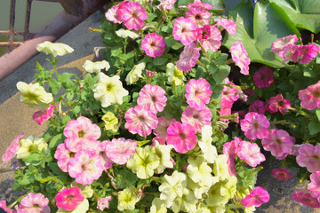 Pink and yellow petunias in a pot in a garden, Petunioideae (Petunia hybrida).
