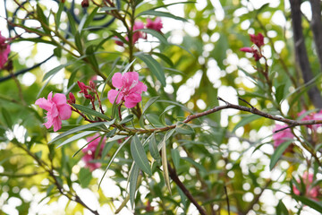 Pink oleander flowers (Nerium oleander) blooming on trees, known to be poisonous plants.