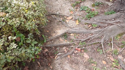 tree