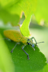 Green weevil on lime trees, leaf-eating insect pests (Hypomeces squamosus Fabricius), close-up shot.