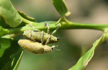 Green weevil breeds on lime trees, leaf-eating insect pests (Hypomeces squamosus Fabricius), close-up shot.