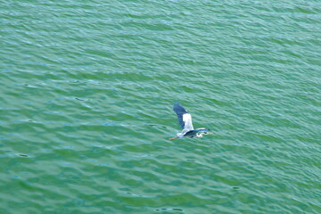 Egret in Flight Over Taehwa River