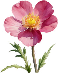Sun Rose flowers display vibrant deep pink.