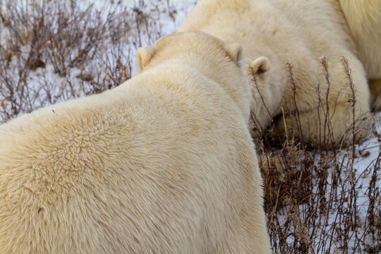 The Frigid Zone Animals Images – Browse 8,498 Stock Photos 