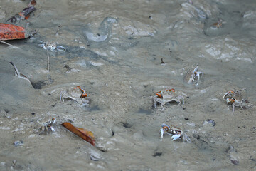 A fiddler crab is on tidal flat and Wavy surface of the sandy ocean floor. Small crab on mud at low tide.