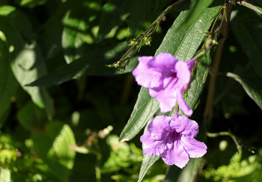 Close up of Purple Ruella Tuberosa flower blooming in the garden